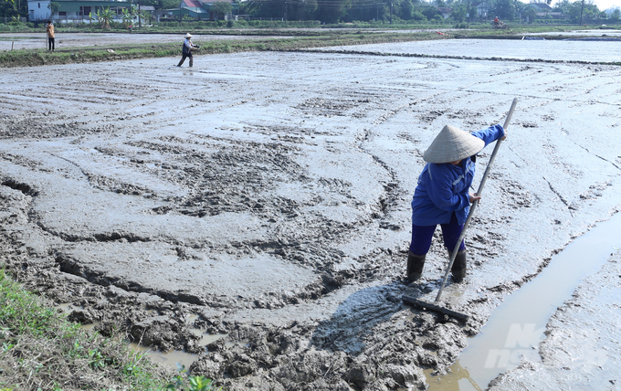 Nông dân chỉ thực hiện nhiệm vụ gieo, cấy; giặm tỉa.