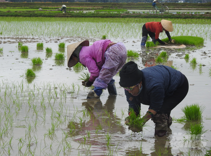 Theo ông Nghiêm Sỹ Đông, Trưởng phòng nông nghiệp huyện Đức Thọ, hiện toàn huyện đã gieo cấy được 800/6.400ha kế hoạch, tập trung ở xã Lâm Trung Thủy và Tân Dân.