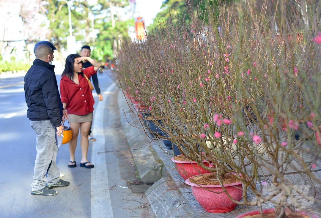 Từ ngày 20 tháng Chạp (tức từ ngày 11/1/2023) hàng chục nhà vườn, tiểu thương khắp trong và ngoài tỉnh đưa hoa đào, hoa mai về bày bán trên tuyến phố Trần Hưng Đạo nối liền Hùng Vương (TP Đà Lạt, Lâm Đồng). 