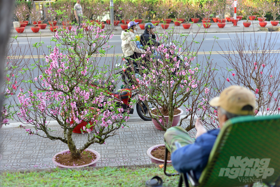 Ở tuyến phố này, hoa đào bung nở nhuộm hồng cả khu vực khiến người dân, du khách thích thú. 
