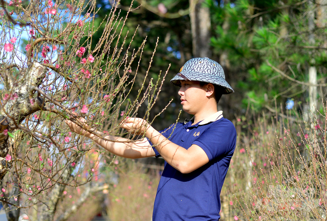 Anh Hoàng Đức Hiếu (ngụ huyện Lâm Hà, Lâm Đồng) cho biết, năm nay anh nhập 108 gốc bích đào Hà Nội vào bán ở chợ hoa xuân Đà Lạt.