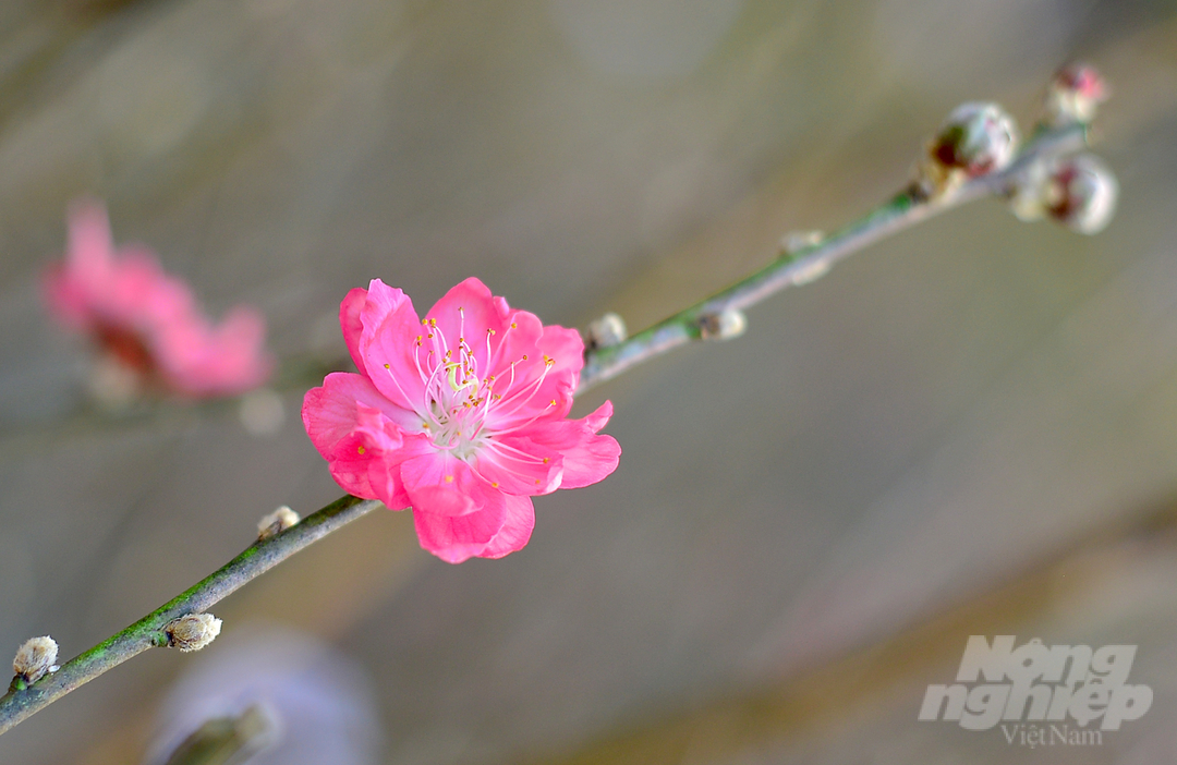 Trong chiều 23 tháng Chạp, tuyến phố hoa xuân Đà Lạt ở đường Trần Hưng Đạo nối Hùng Vương đã được các nhà vườn, thương lái trưng bày kín chỗ. 