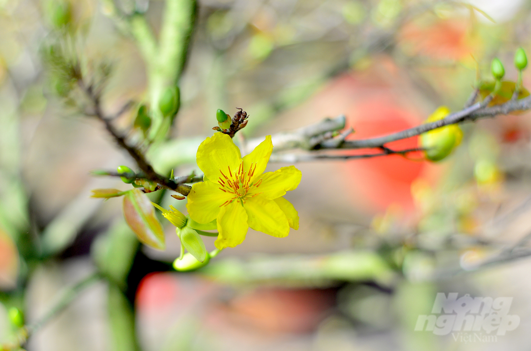 Hoa mai ở phố hoa xuân được nhà vườn, thương lái đưa về từ tỉnh Bình Định, Phú Yên và một số tỉnh miền Tây.