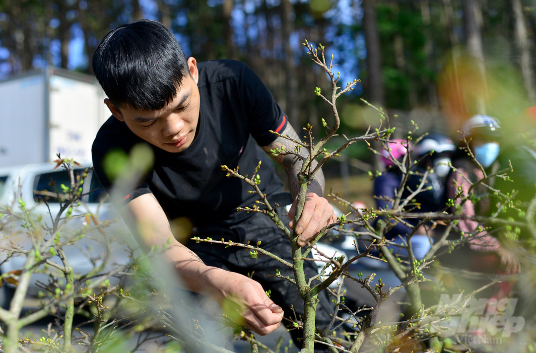 Anh Lang Văn Nghĩa (huyện Lâm Hà) cho biết cùng với đào, nhóm của anh hiện bày bán hàng chục chậu hoa mai và mai bonsai với giá giao động từ 800.000 đồng đến 2.000.000 đồng/chậu.