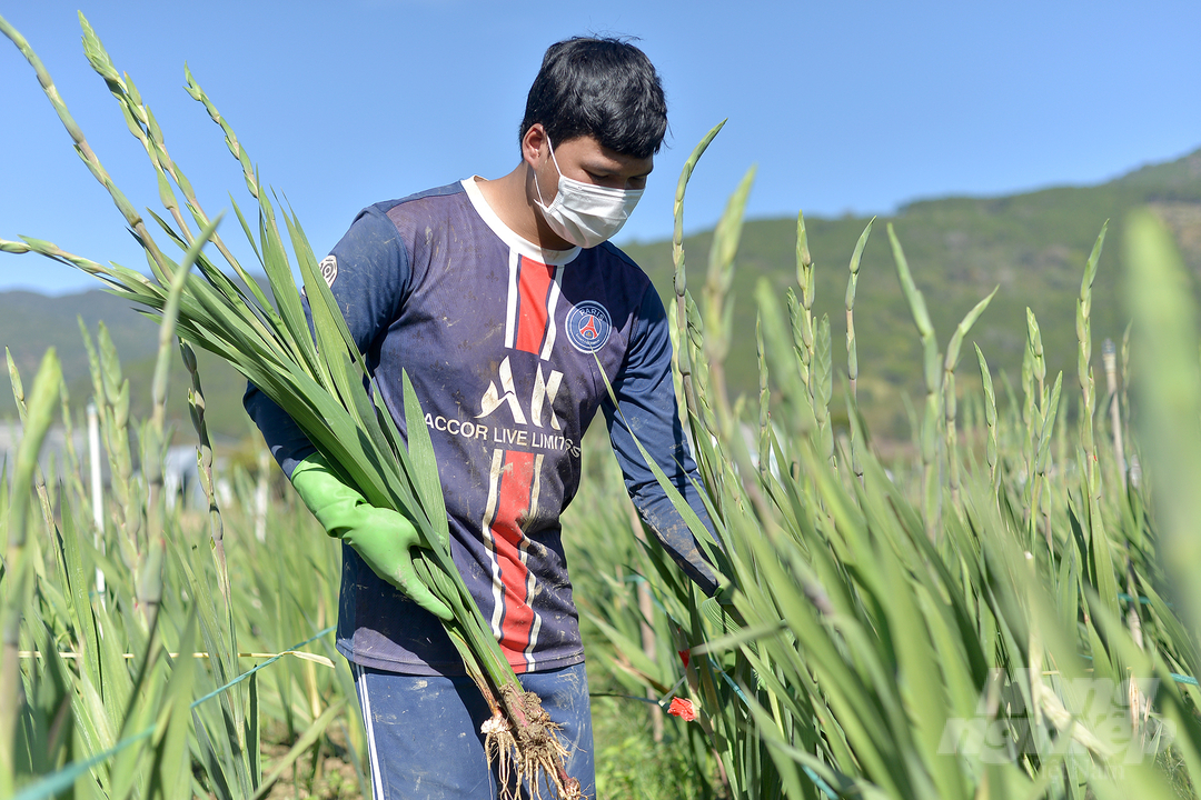 Xã Hiệp An (huyện Đức Trọng, Lâm Đồng) có khoảng 160 ha hoa lay ơn phục vụ thị trường Tết Nguyên đán Quý Mão 2023. Ảnh: Minh Hậu. 