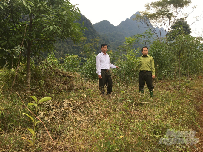Lãnh đạo Chi cục Kiểm lâm tỉnh Phú Thọ kiểm tra công tác chuyển hóa rừng gỗ lớn. Ảnh: TL.