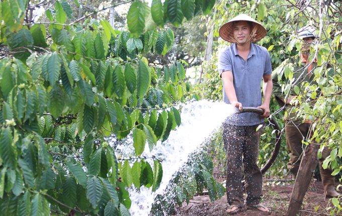 Anh Nguyễn Danh Bình phải tưới nước để giúp cà phê bung bông sau đợt mưa kéo dài. Ảnh: Quang Yên.