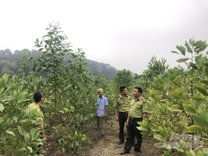 Mục tiêu đến năm 2025 của tỉnh Phú Thọ là thúc đẩy trồng, chuyển hóa đạt 20.000ha rừng cây gỗ lớn trong đó trồng mới 15.350ha, chuyển hóa 4.650ha. Ảnh: TL.