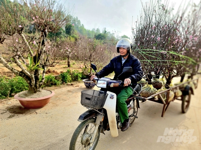 Từ các làng đào Tết của TP Tuyên Quang, cây đào được vận chuyển đi khắp nơi.