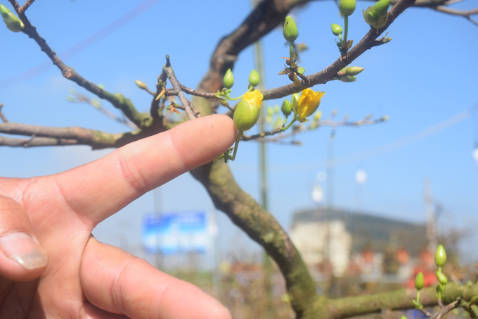 20 ngày qua, do quá mạnh nên búp hoa mai không phát triển, nằm căng mọng, khi trời bật nắng là đồng loạt bung nở, cho hoa kịp Tết.