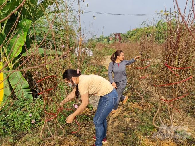 Hiện nay, trên địa bàn TP Tuyên Quang có nhiều làng trồng đào Tết và hoa cây cảnh, tập trung chủ yếu tại phường Nông Tiến và Ỷ La với diện tích 23ha.