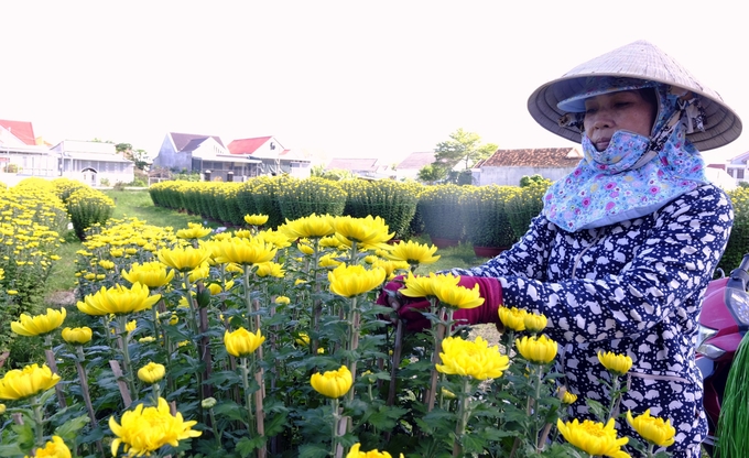 Hiện nay 95% hoa cúc Ninh Giang đã được tiêu thụ. Ảnh: AT.