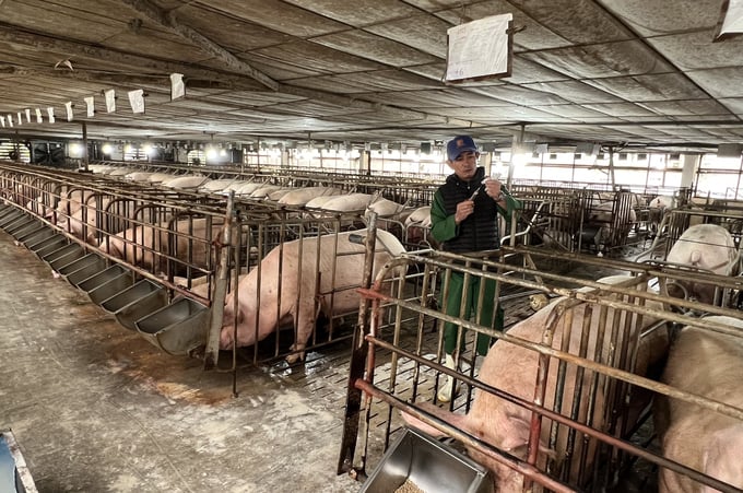 Trung tâm chăn nuôi lợn nái Kỳ Phong, huyện Kỳ Anh hiện đang nuôi 1.200 con.