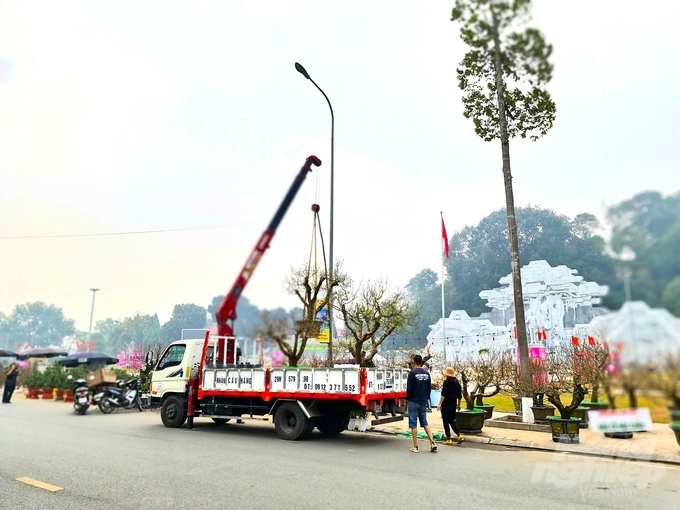 Từ các làng trồng hoa, đào Tết đã ngập sắc hoa trên các tuyến phố của TP Tuyên Quang.