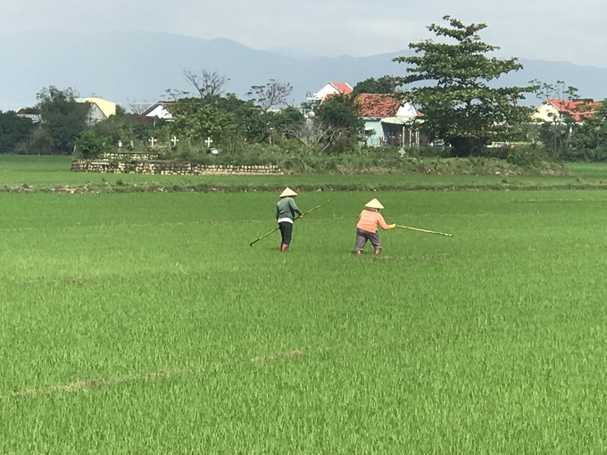 Lúa đông xuân 2022-2023 bị ngập do mưa muộn vừa rút, nông dân ra đồng dăm lúa. Ảnh: V.Đ.T.