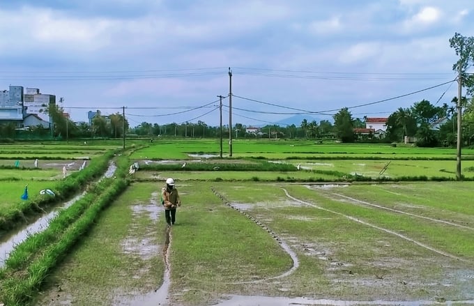 Nông dân Phú Yên đang nỗ lực chăm sóc lúa đông xuân sau trận mưa đầu tháng 12/2022. Ảnh: KS.