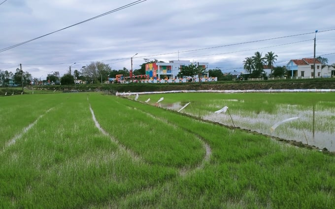 Để đề phòng chuột gây hại nhiều ruộng lúa làm hàng rào bằng nilon bao xung quanh ruộng. Ảnh: KS.