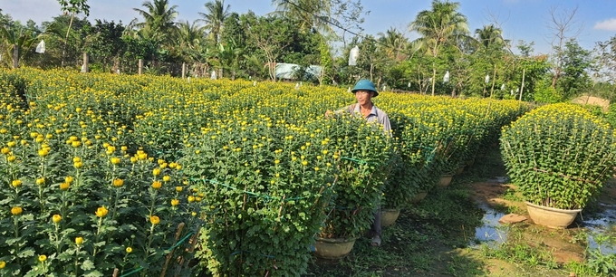 Anh Trần Việt Hùng ở khu phố 5, phường Bồng Sơn (thị xã Hoài Nhơn, Bình Định) đang rất mãn nguyện với khoản thu nhập từ trồng cúc trong vụ Tết Quý Mão 2023 của mình. Ảnh: V.Đ.T.