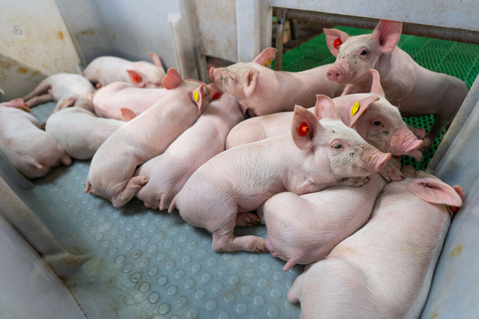 Post-weaning diarrhea occurs within 2 weeks after weaning. Its symptoms are diarrhea, dehydration, significant mortality, and loss of body weight of surviving piglets. Photo: Jan Willem Schoutes