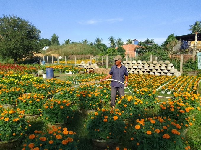 Huyện Phù Mỹ và thị xã Hoài Nhơn (Bình Định) có nhiều vùng nông thôn chuyên trồng hoa vạn thọ bán Tết.