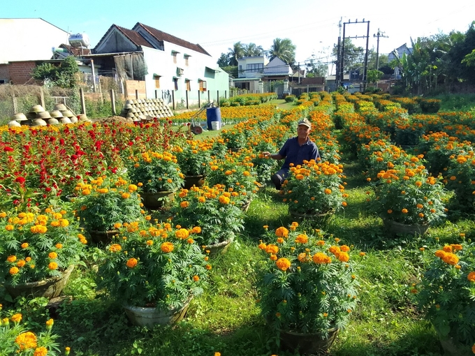 Ông Lê Văn Tấn, người có hơn 30 năm trồng hoa vạn thọ ở khu phố Thiết Đính Nam, phường Bồng Sơn (thị xã Hoài Nhơn, Bình Định).