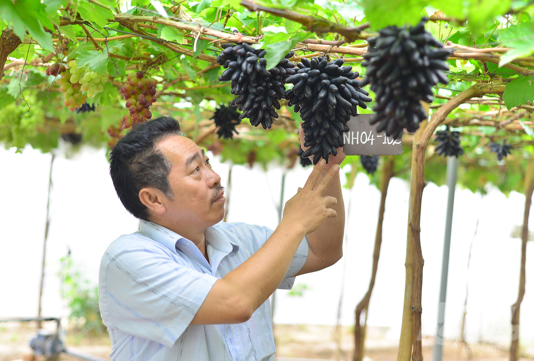 Nhờ hệ thống nhà màng công nghệ cao, gia đình anh Trí thu hoạch 1 năm 2 vụ nho, trong đó 1 vụ trúng vào dịp Tết Nguyên đán.