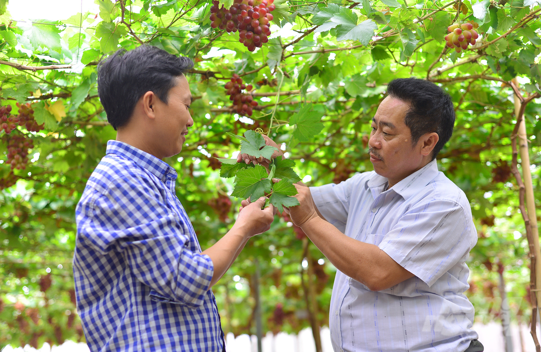 Anh Nguyễn Đình Trí cho biết, nho được trồng trong nhà màng nên dịch bệnh được kiểm soát tốt. Về mùa mưa, cây khỏe mạnh, lá xanh tươi.