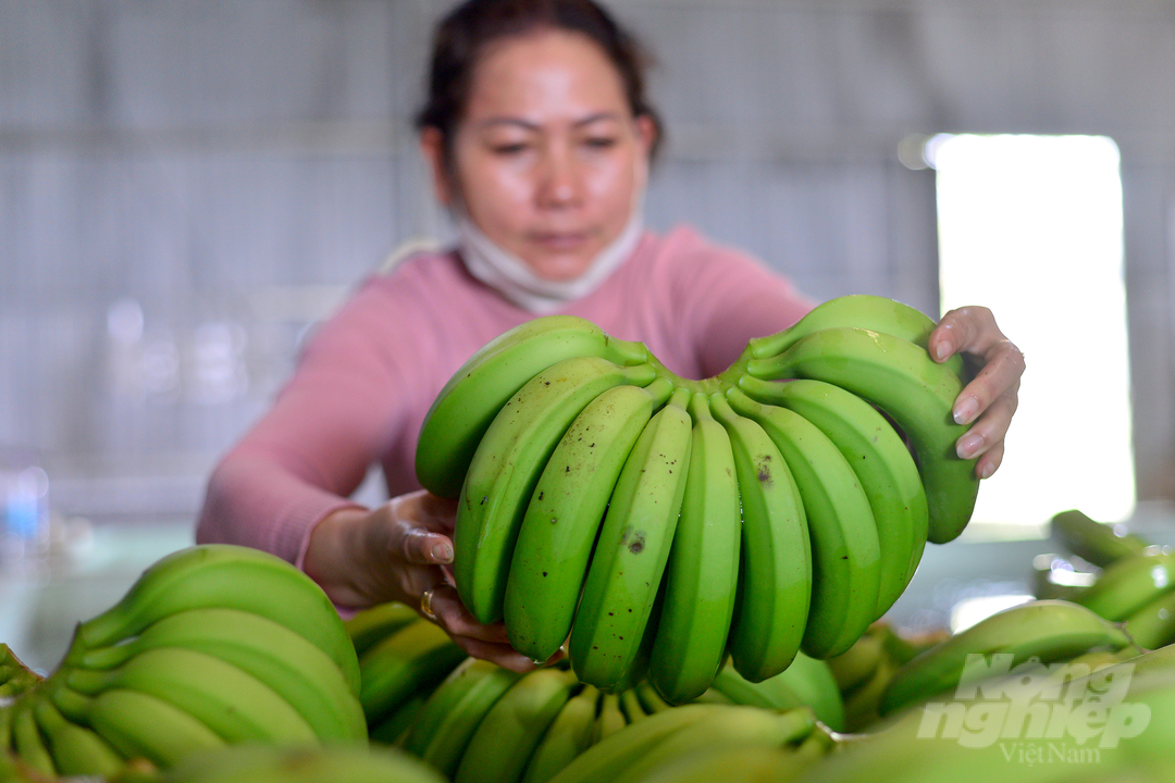 Những năm gần đây, để đáp ứng nhu cầu phát triển, HTX LaBa Banana Đạ K’Nàng tập trung đầu tư, mở rộng nhà kho, khu vực sơ chế, chế biến, kho lạnh để bảo quản nông sản.