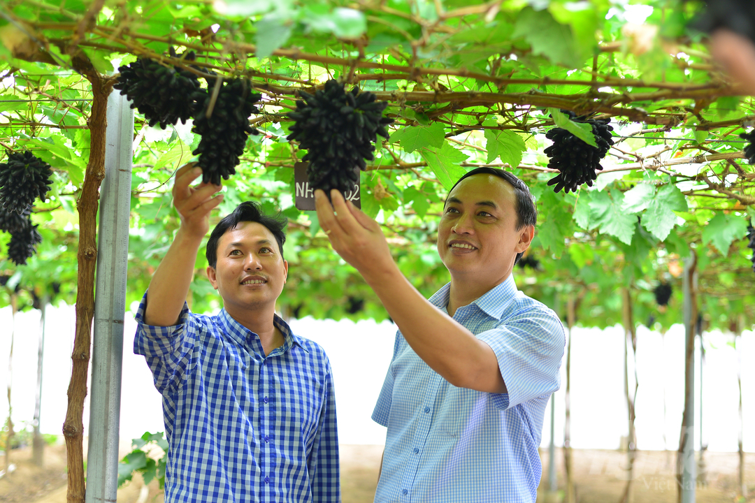 Dù mùa mưa nhưng vườn nho của gia đình anh Nguyễn Đình Trí (ngụ xã Nhơn Sơn, huyện Ninh Sơn, Ninh Thuận) vẫn cho quả đẹp, chất lượng cao. Ảnh: Minh Hậu.