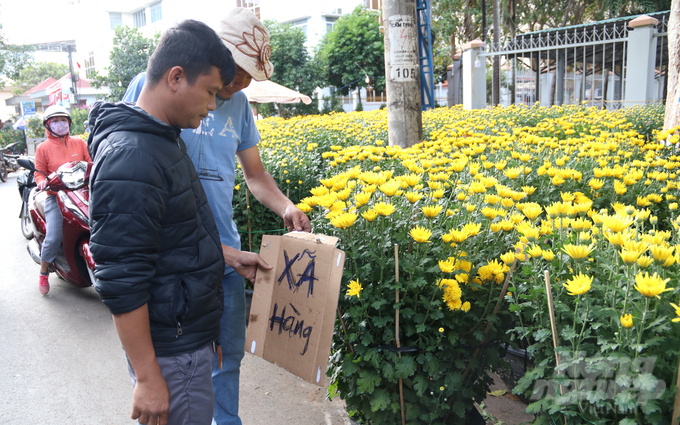 Không những mai, nhiều chủ vườn cúc cũng treo bảng xả hàng dù còn 2 ngày nữa mới đến Tết. Sức mua yếu, nhiều gian hàng còn hàng chục, thậm chí hàng trăm chậu cúc.