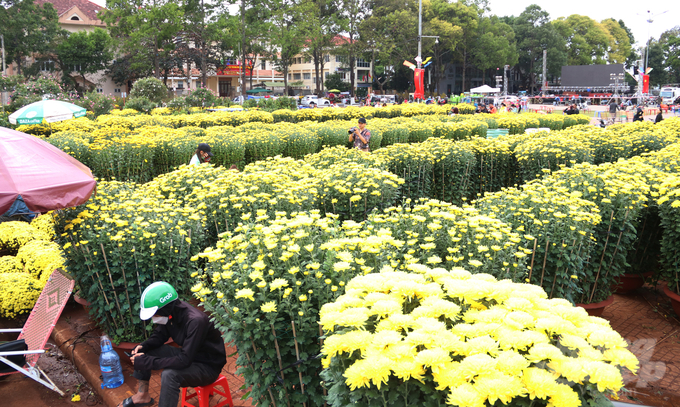 Chợ hoa tết năm nay thu hút hàng trăm gian hàng đăng ký tham gia phục vụ người dân tại địa phương. Trong đó các mặt hàng hoa cúc, mai, đào, quất... Tuy nhiên năm nay giá các loại hoa tăng cao, cộng với sức mua yếu nên chợ hoa đìu hiu hơn mọi năm.