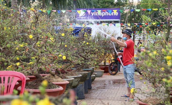 Tương tự, anh Nguyễn Văn Thành (quê Bình Định) đưa 80 chậu mai từ Bình Định lên Buôn Ma Thuột bán. Tuy nhiên, sau 10 ngày anh Thành mới bán được vài chậu. 