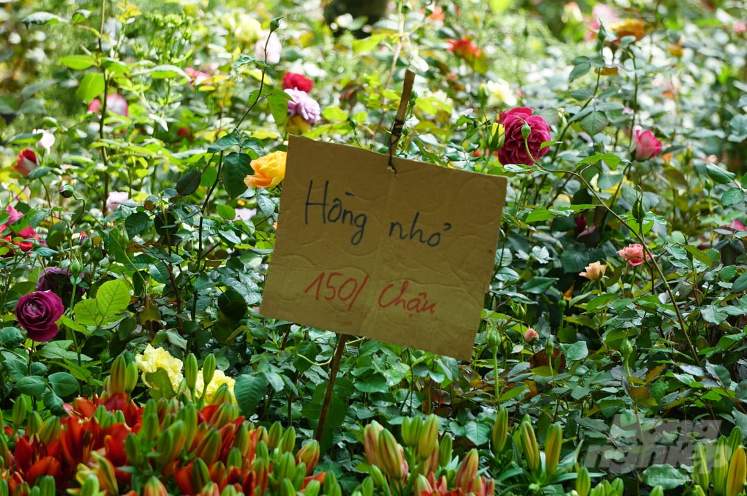 Các chậu hồng nhỏ đủ màu sắc với giá 150.000 đồng/chậu. Ảnh: Nguyễn Thủy.