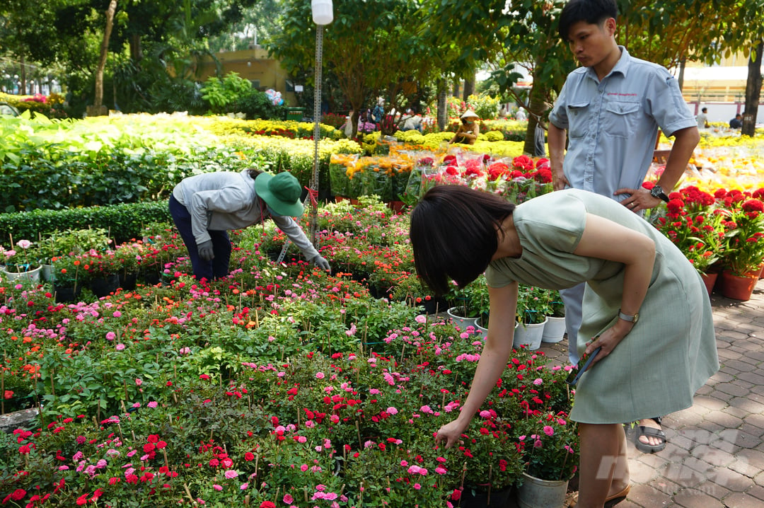 Hoa hồng chậu nhỏ được nhà vườn miền Tây đem lên với nhiều chủng loại, màu sắc. Ảnh: Nguyễn Thủy.