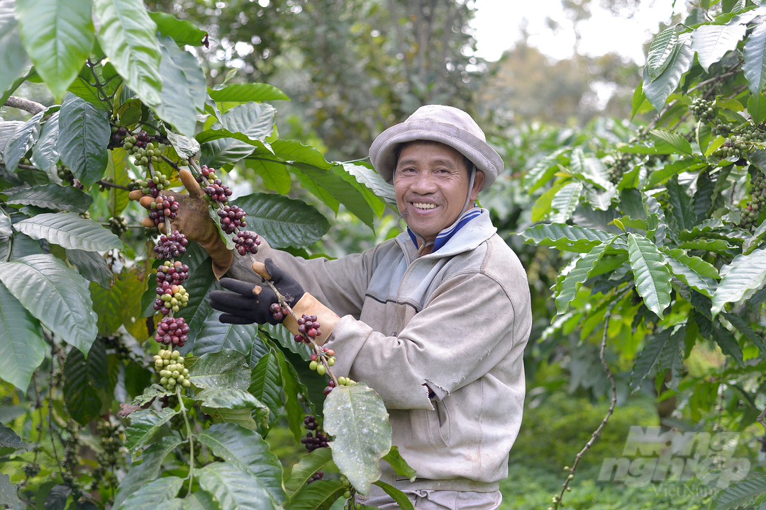 Năm đầu tiên áp dụng hình thức hữu cơ, năng suất cà phê của gia đình ông Ving từ 5 tấn nhân/ha tụt xuống còn chưa đầy 2 tấn. Đến nay, cây trên vườn đã phát triển ổn định, năng suất được cải thện. Ảnh: Minh Hậu.