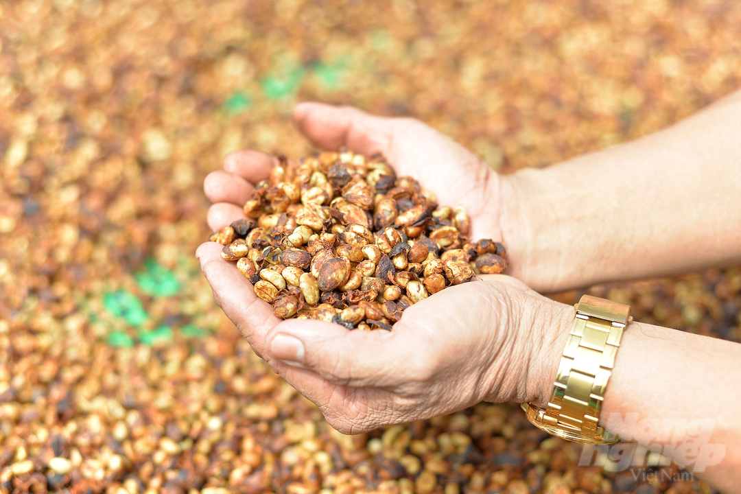 Hiện gia đình ông Vinh sản xuất và cung ứng ra thị trường trong, ngoài nước trên 1 tấn cà phê honey hữu cơ thành phẩm và trên 2 tấn cà phê bột hữu cơ thông thường. Ảnh: Minh Hậu.