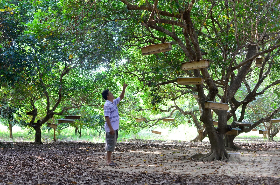 Năm 2008, anh Trần Văn Thức, ngụ thôn 3, xã Đức Phổ (huyện Cát Tiên, Lâm Đồng) phát hiện ống nhựa ở trong nhà có đàn ong dú làm tổ nên giữ gìn, nuôi thử.