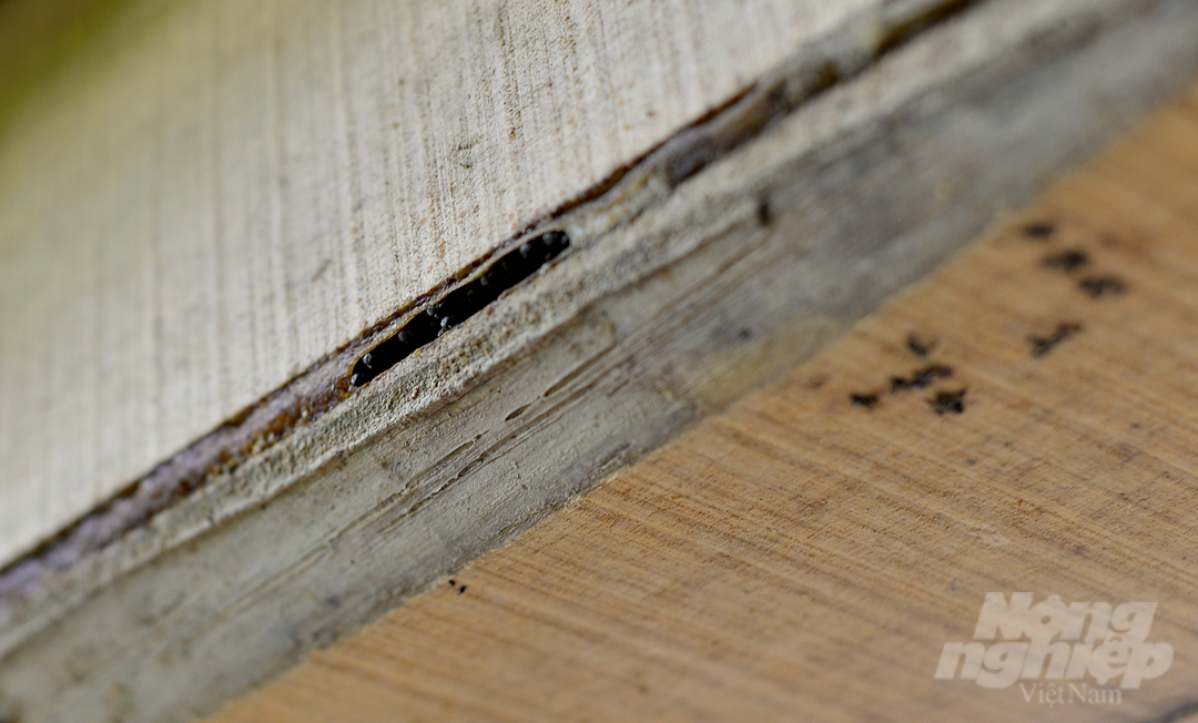 Theo anh Thức, anh tận dụng các mảnh gỗ đóng thành những hộp nhỏ và bỏ tổ ong dú vào trong. Mỗi hộp chỉ để một vài khe hở để ong xây dựng lối ra - vào giống với môi trường tự nhiên.