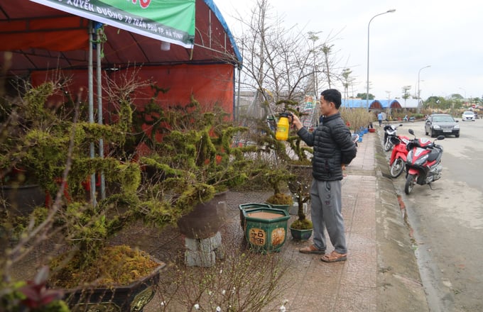 Theo cánh lái buôn ở chợ hoa phường Nguyễn Du, TP Hà Tĩnh cho biết, mặc dù sức mua của người dân năm nay giảm hơn so với cùng kỳ những năm trước Covid-19, song các loại hoa, cây cảnh có thế lạ, độc đáo vẫn hút khách và được bán với giá khá cao.