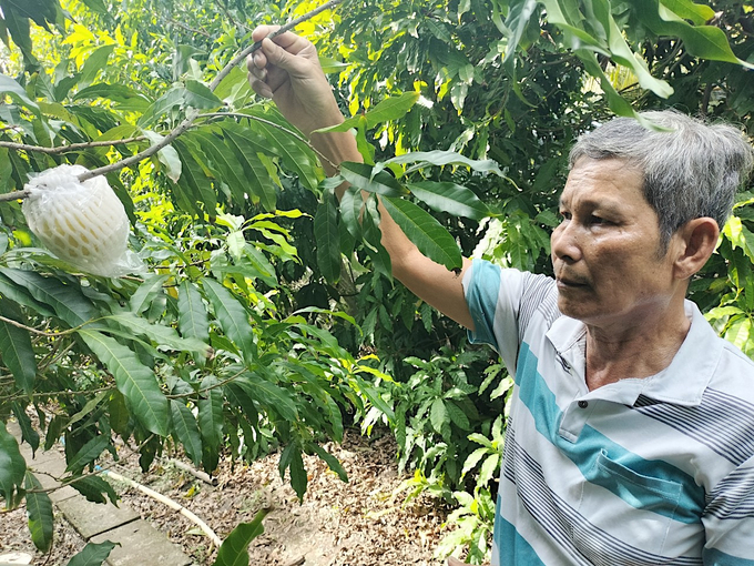 Ông Nguyễn Hoàng Khiêm cho biết, trái vú sữa Hoàng Kim đang được khách hàng rất ưa chuộng. Ảnh: Minh Đảm.