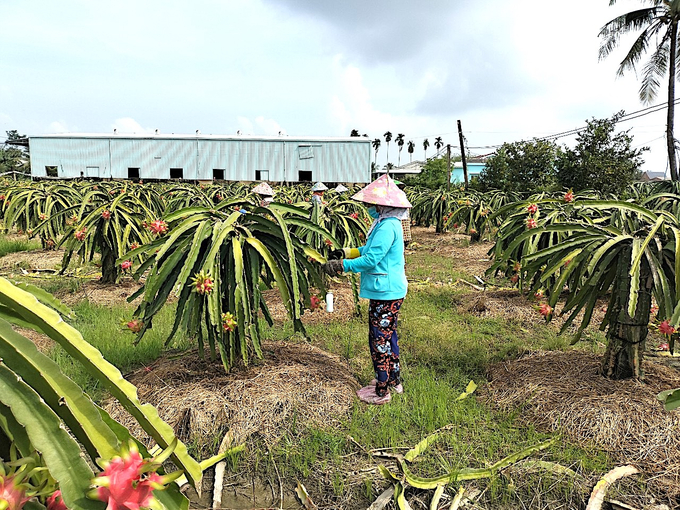 Thanh long loại I có giá 42.000 đồng/kg. Ảnh: Minh Đảm.