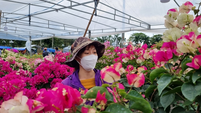 Hoa Tết năm nay được bán ở Quảng trường TP Quảng Ngãi - Chợ hoa lớn nhất địa phương này khá đa dạng về chủng loại, màu sắc. Ảnh: L.K.
