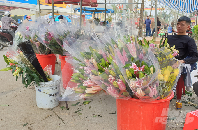 Tuy nhiên người buôn hoa khẳng định không xả hàng giá rẻ. Như địa điểm bán hoa này, mỗi bó hoa ly nam thanh niên vẫn chốt giá bán 250 ngàn đồng/bó.