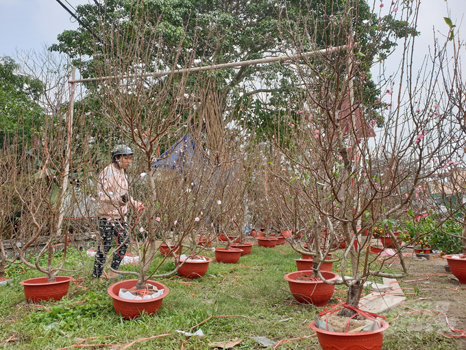 Chủ nhân 60 gốc đào Nhật Tân bày bán trước cổng Công an huyện Hương Sơn cũng khẳng định, chị không xả hàng bằng mọi giá. Năm nay chị nhập về 120 gốc đào, hiện đã bán được 60 gốc. 60 gốc còn lại đang rao bán từ 700 – 900 ngàn đồng/gốc.