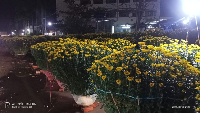 By the evening of December 29 of the lunar calendar, Tet chrysanthemums had reduced prices, but consumers still did not pay attention.