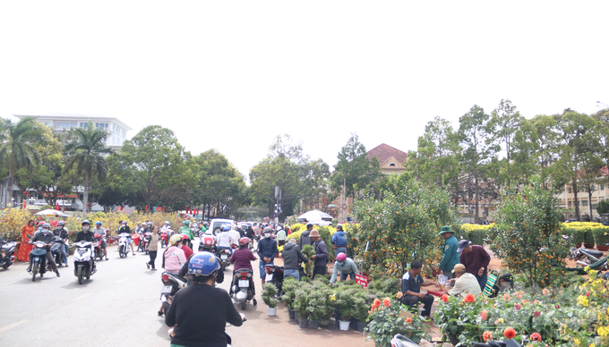 Chiều 30 Tết, người dân tập trung đến chợ hoa Buôn Ma Thuột (Đăk Lăk) để mua hoa về chưng tết. Hầu hết người dân tranh thủ vào thời điểm chợ hoa sắp đóng cửa để mua sắm cho tiết kiệm. 