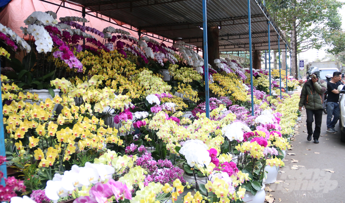 Hầu hết năm nay các gian hàng hoa tại Buôn Ma Thuột tiêu thụ rất chậm. Đến chiều 30 nhưng số lượng hoa vẫn còn nhiều.