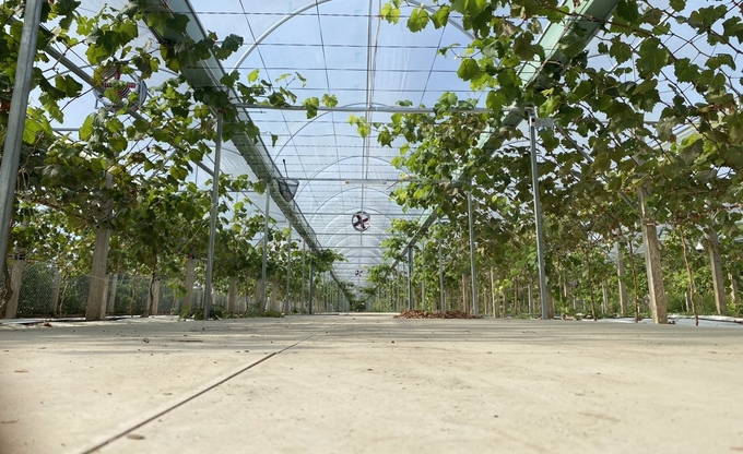 The more than 5,000 square meter vineyard in Mr. Duy's greenhouse is preparing to bear fruit.  Photo: Ho Thao.