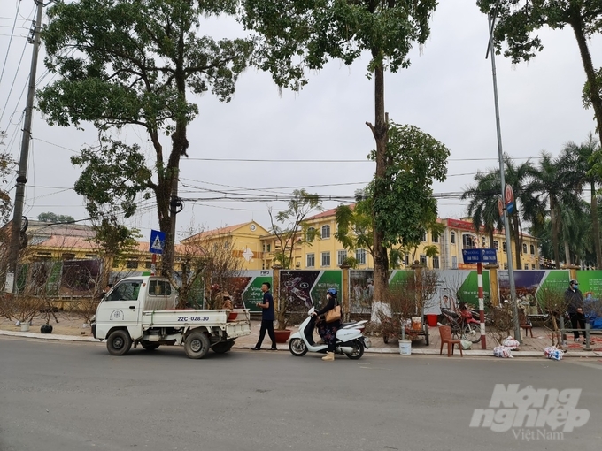 Đến đầu giờ chiều 30 Tết, nhiều gian hàng bán đào quất ở thành phố Tuyên Quang đã bán gần hết.