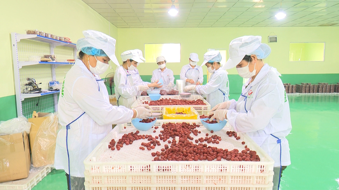 Năm 2023, tỉnh Bắc Kạn ưu tiên thu hút dự án chế biến nông, lâm sản. Trong ảnh, chế biến quả mơ vàng xuất khẩu sang Nhật Bản tại Công ty TNHH Việt Nam MISAKI (huyện Chợ Mới). Ảnh: Ngọc Tú.